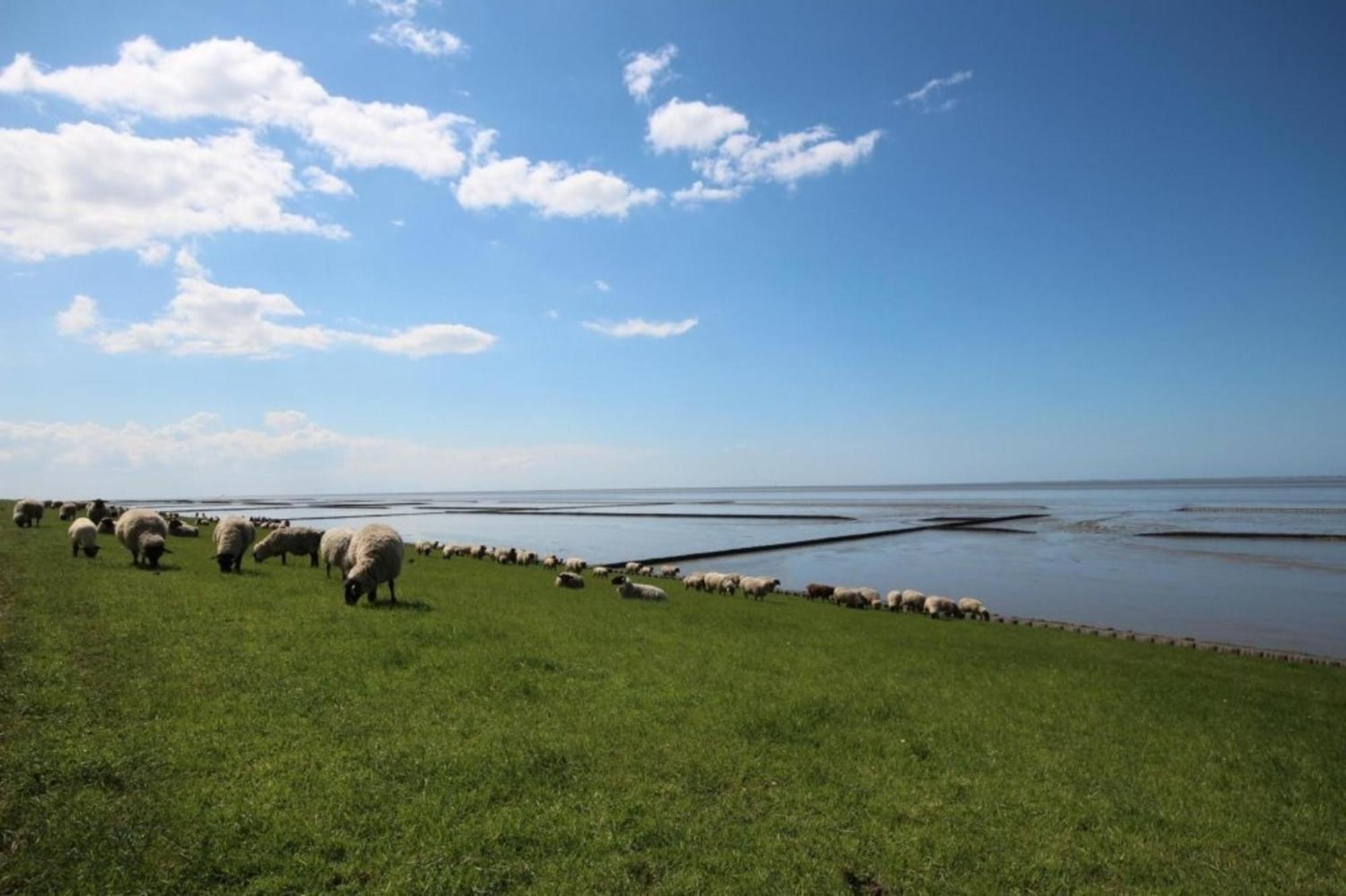 Kleine Nordseewelle Ohne Hund Norden Buitenkant foto